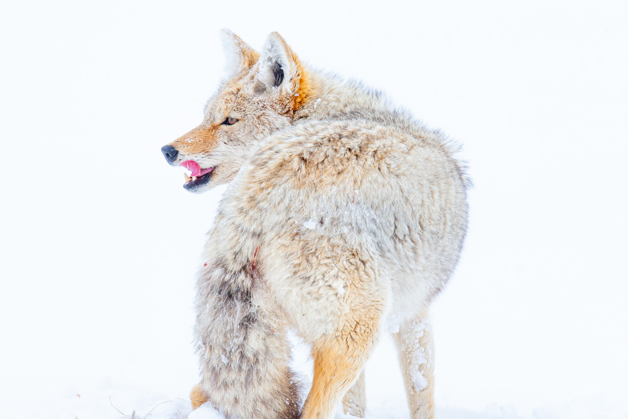 Coyote Photograph 