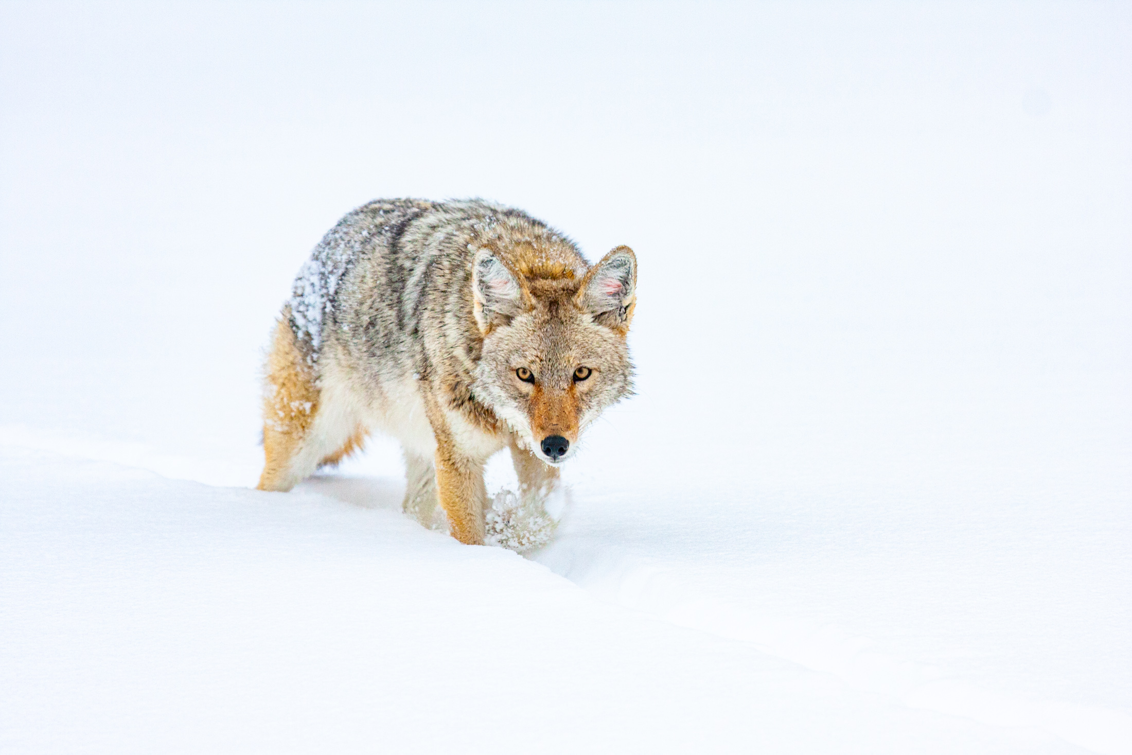 Coyote Photograph 