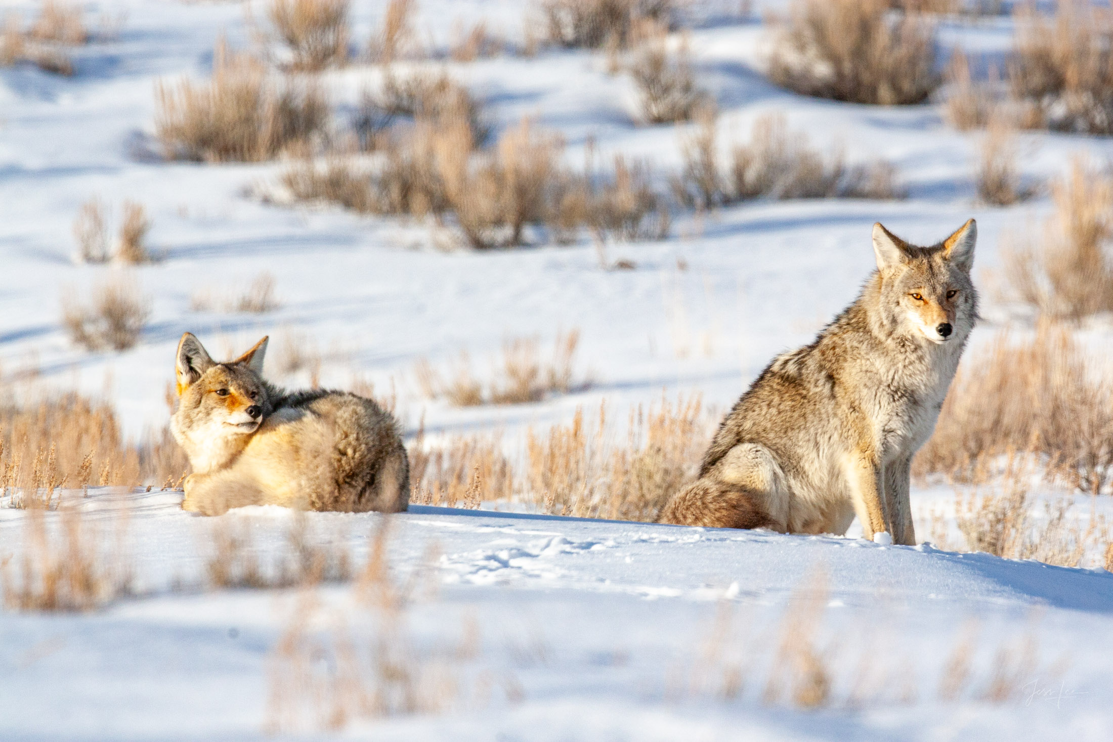 Coyote Photograph 