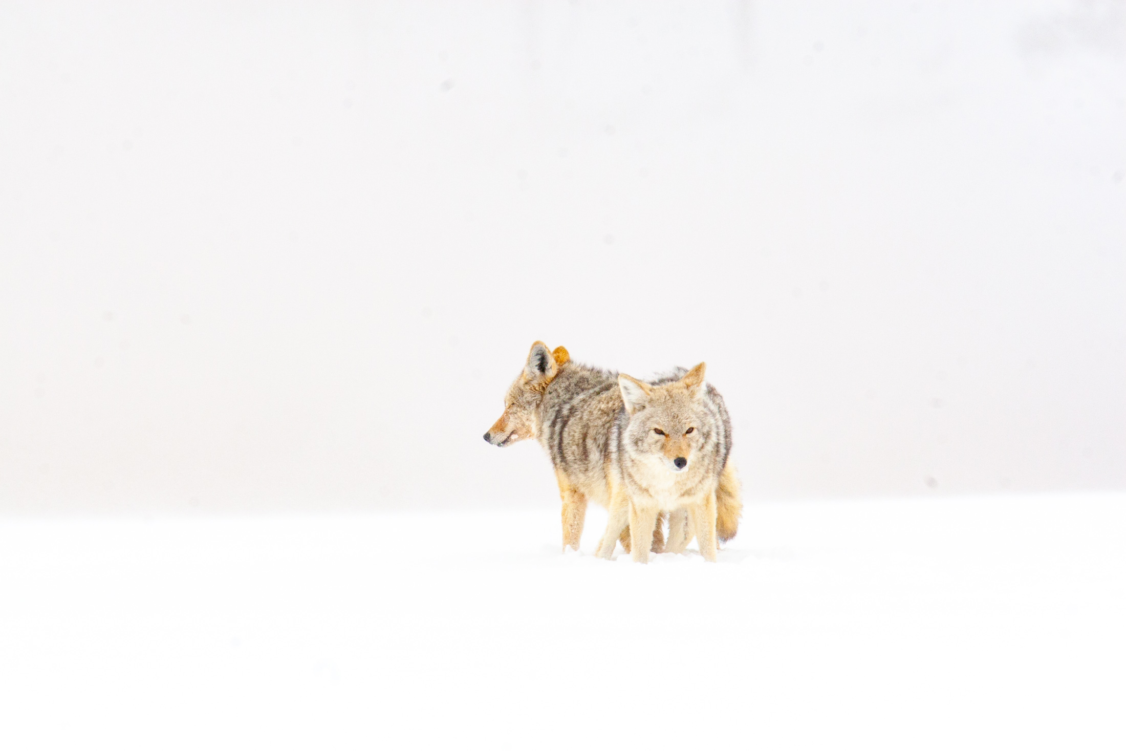 Coyote Photograph 20 Coyote Photograph
