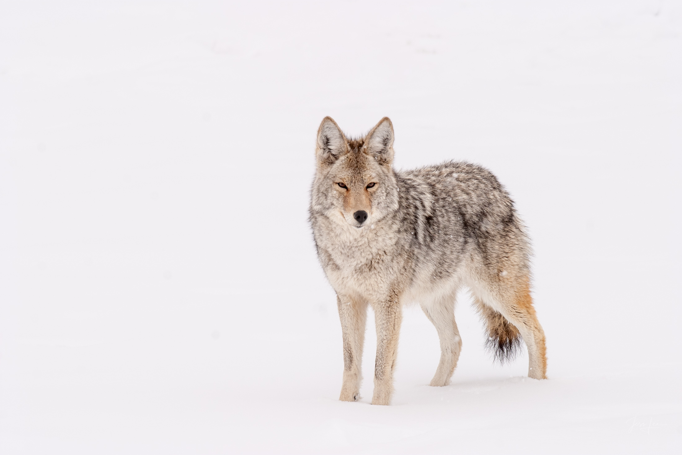 Coyote Picture 