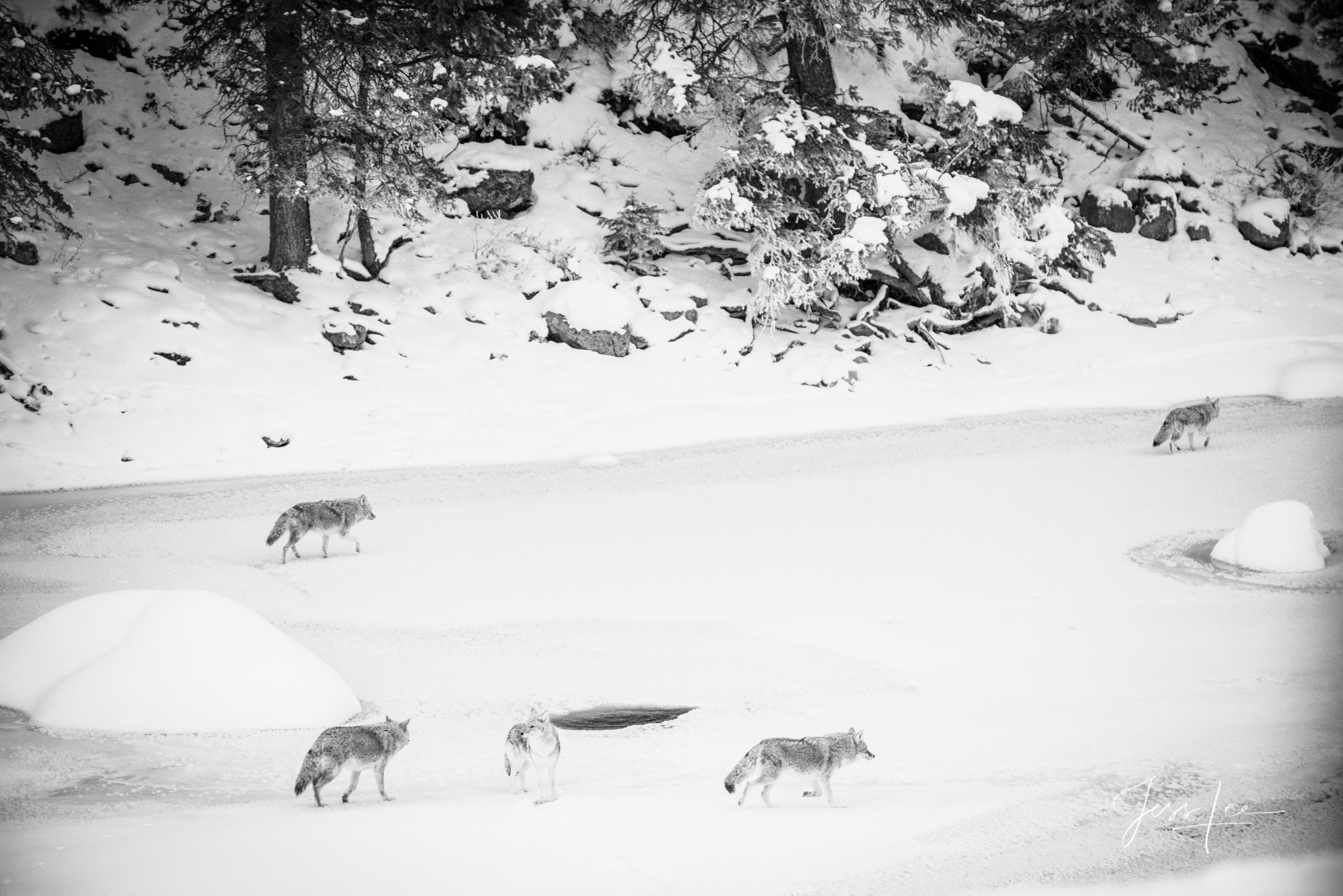 Yellowstone Coyote Pack Photograph, winter, by Jess Lee