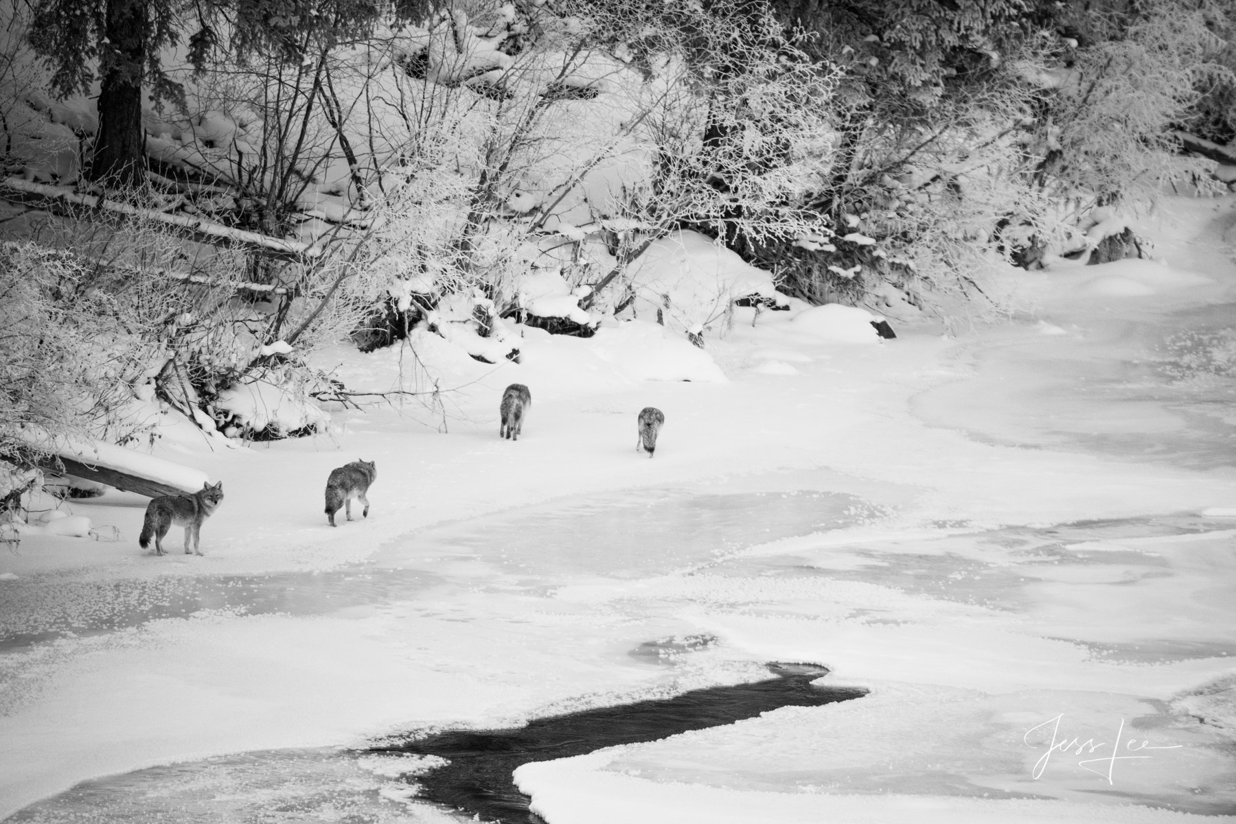 Photographing Yellowstone with jessleephotos.com Lamar River Photo tour Yellowstone Photography, winter in Lamar by Jess Lee