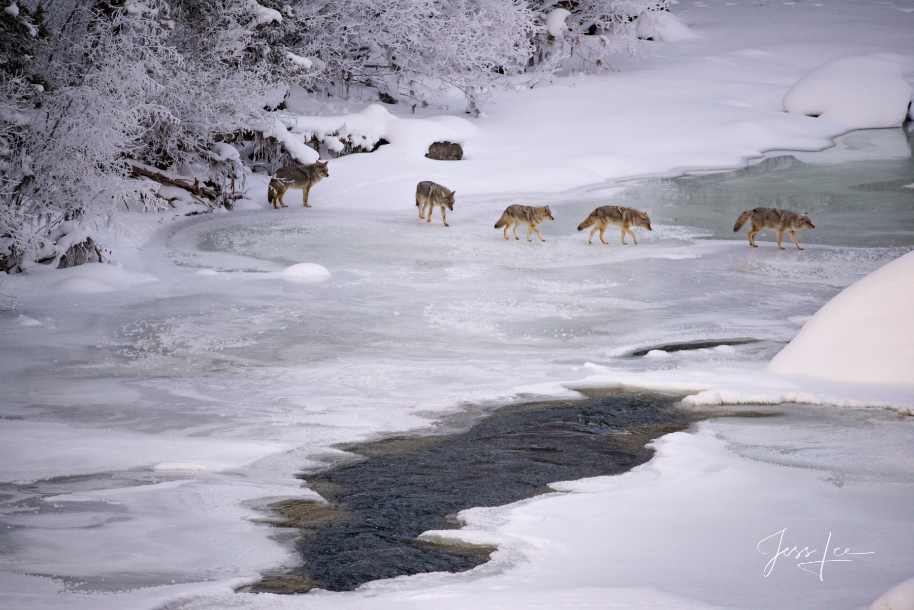 Yellowstone Photography, Coyotes, winter, summer, spring, and fall by Jess Lee