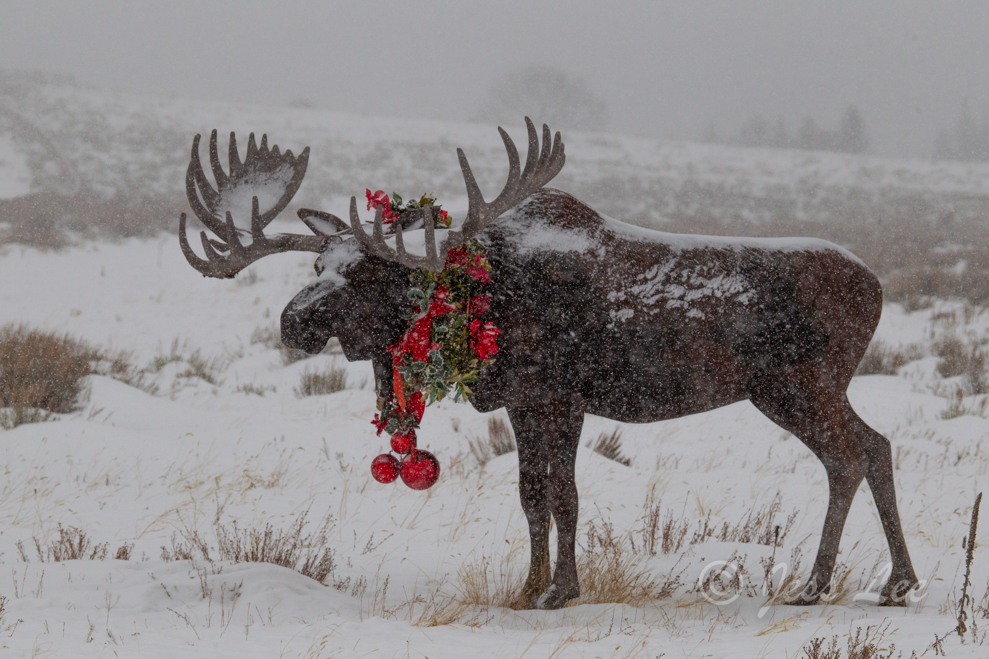 Christmas Moose in Jackson Hole, Wyoming. These Moose fine art photographs are offered as high quality prints for sale as created...