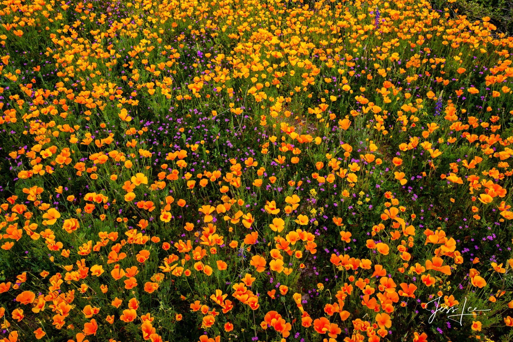 Mexican Gold Desert flowers blooming in Arizona's desert landscape.