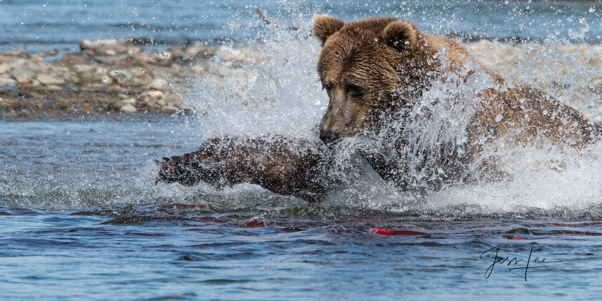 Out of Reach | Brown Bear Fishing grizzly fishing for salmon in Katmai National Park, Alaska