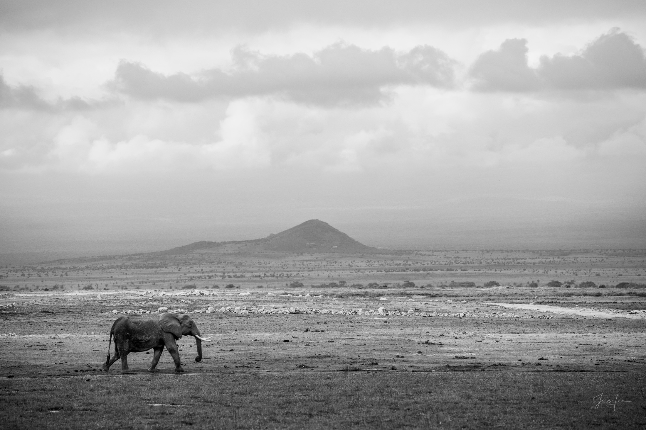 African elephants watering at the end of the day.                                                                         Bring...
