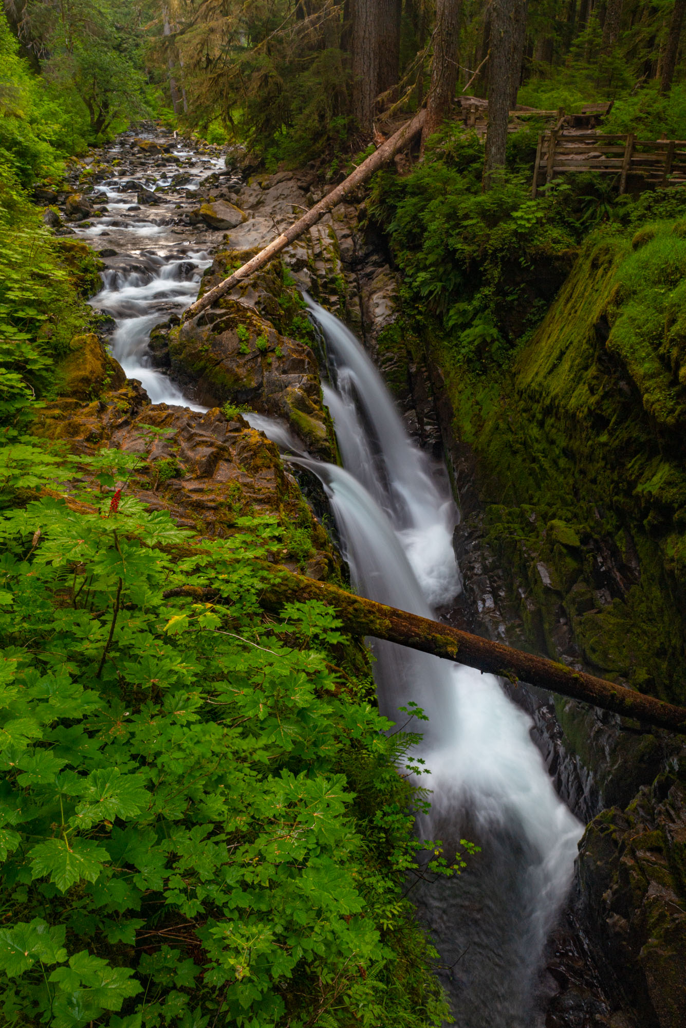 Out of the Forrest Falls A Fine Art photograph of Sol Duc Falls flowing from by beautiful green forest of Olympic National Park in Washington produced...