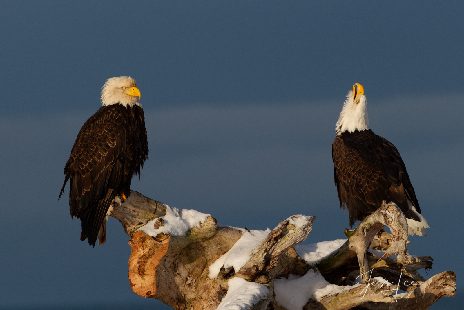 Bring home the power and beauty of the amazing fine art American Bald Eagle photograph Say What? by Jess Lee from his Wildlife...