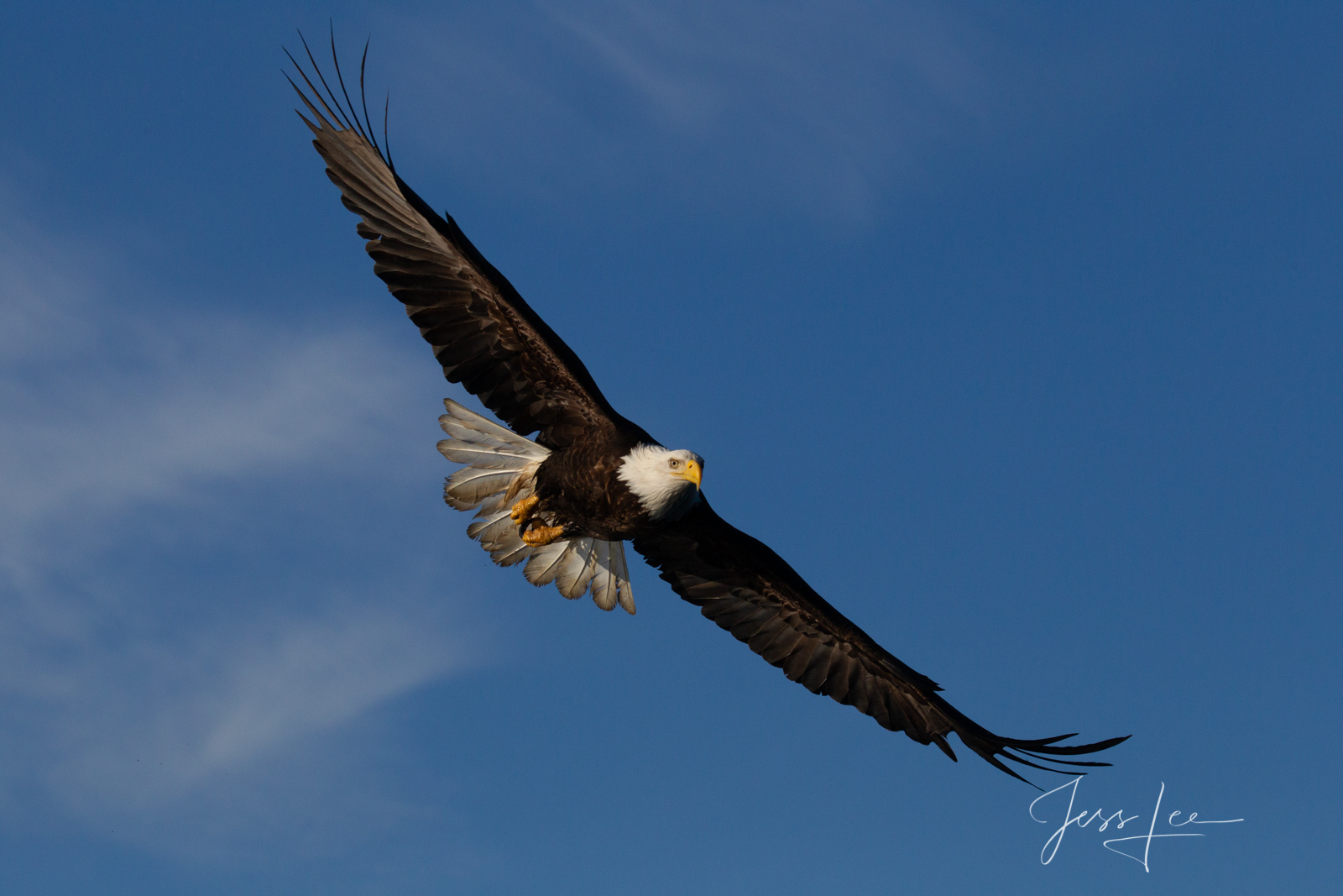 Bring home the power and beauty of the amazing fine art American Bald Eagle photograph The Bank by Jess Lee from his Wildlife...