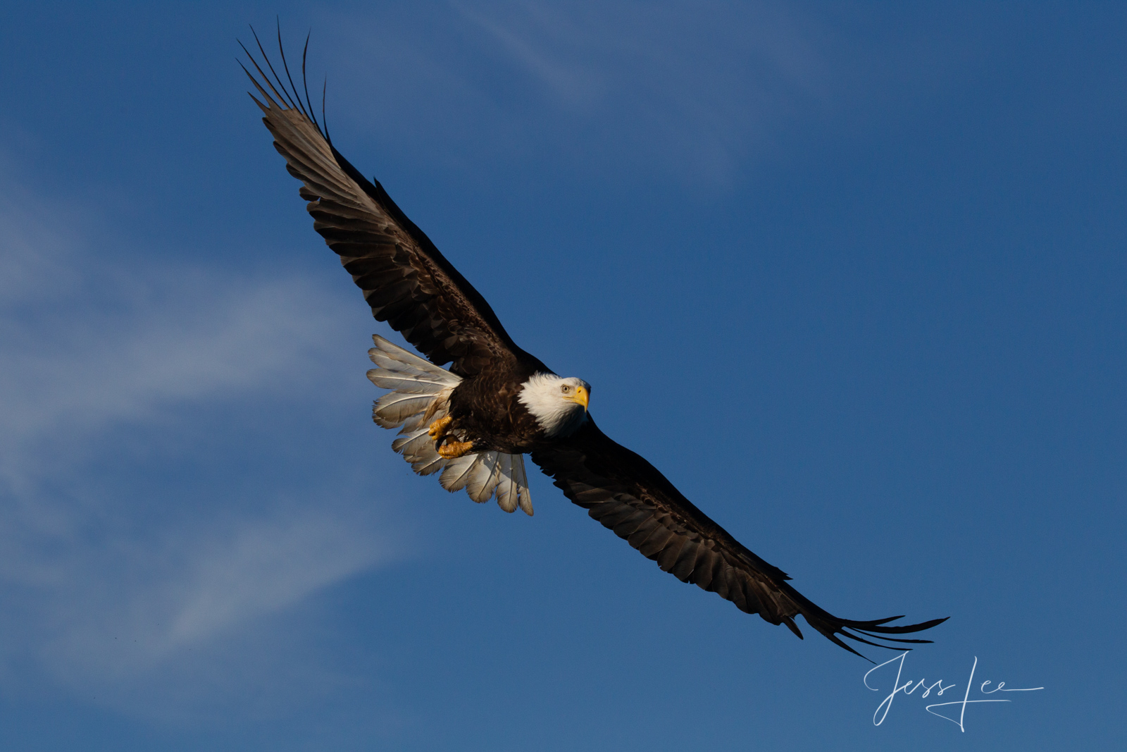 The Bank Bring home the power and beauty of the amazing fine art American Bald Eagle photograph The Bank by Jess Lee from his Wildlife...