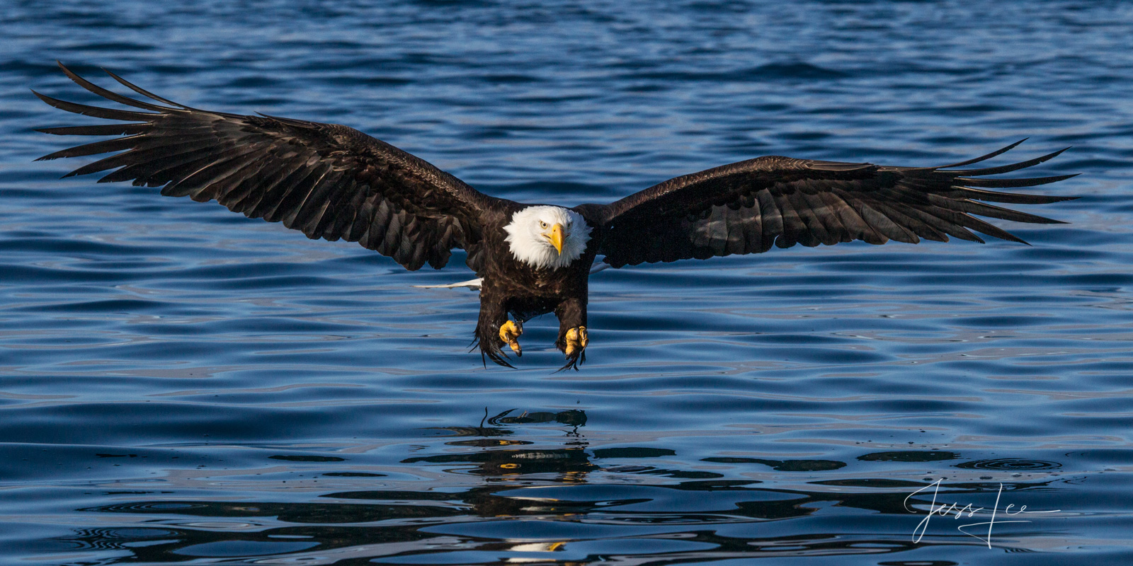 Gear Down Bring home the power and beauty of the amazing fine art American Bald Eagle photograph Gear Down by Jess Lee from his Wildlife...