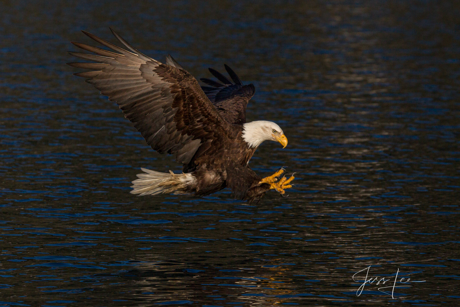 Incoming Bring home the power and beauty of the amazing fine art American Bald Eagle photograph incoming by Jess Lee from his Wildlife...