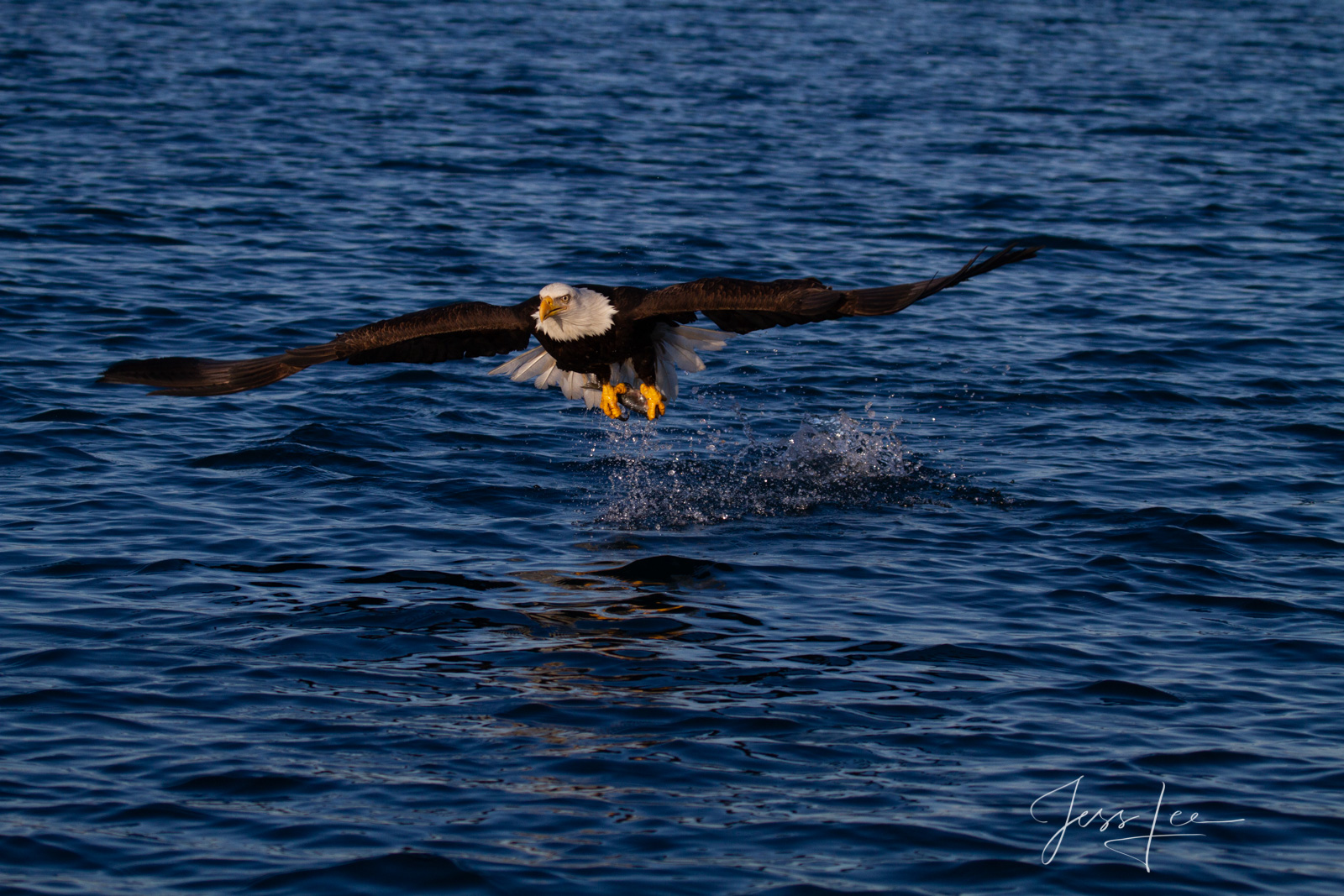 Bring home the power and beauty of the amazing fine art American Bald Eagle photograph Good Catch by Jess Lee from his Wildlife...