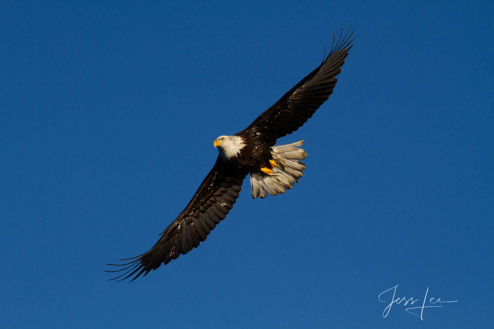 Bring home the power and beauty of the amazing fine art American Bald Eagle photograph On Path by Jess Lee from his Wildlife...