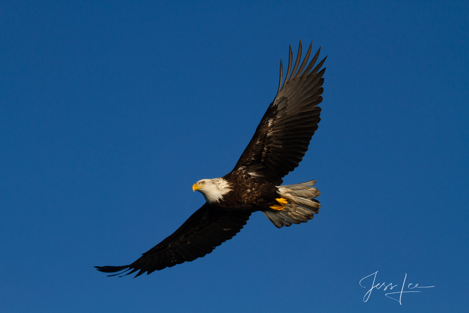 Bring home the power and beauty of the amazing fine art American Bald Eagle photograph Master of Flight by Jess Lee from his...