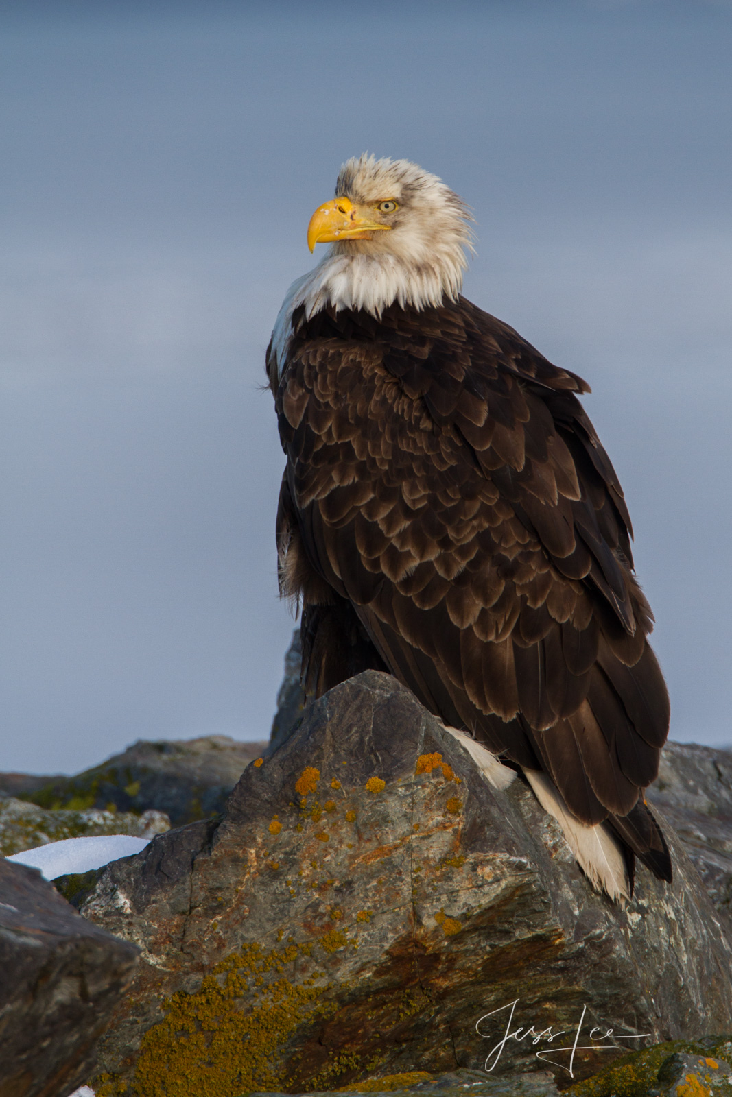 Tough Guy Bring home the power and beauty of the amazing fine art American Bald Eagle photograph Tough Guy by Jess Lee from his Wildlife...