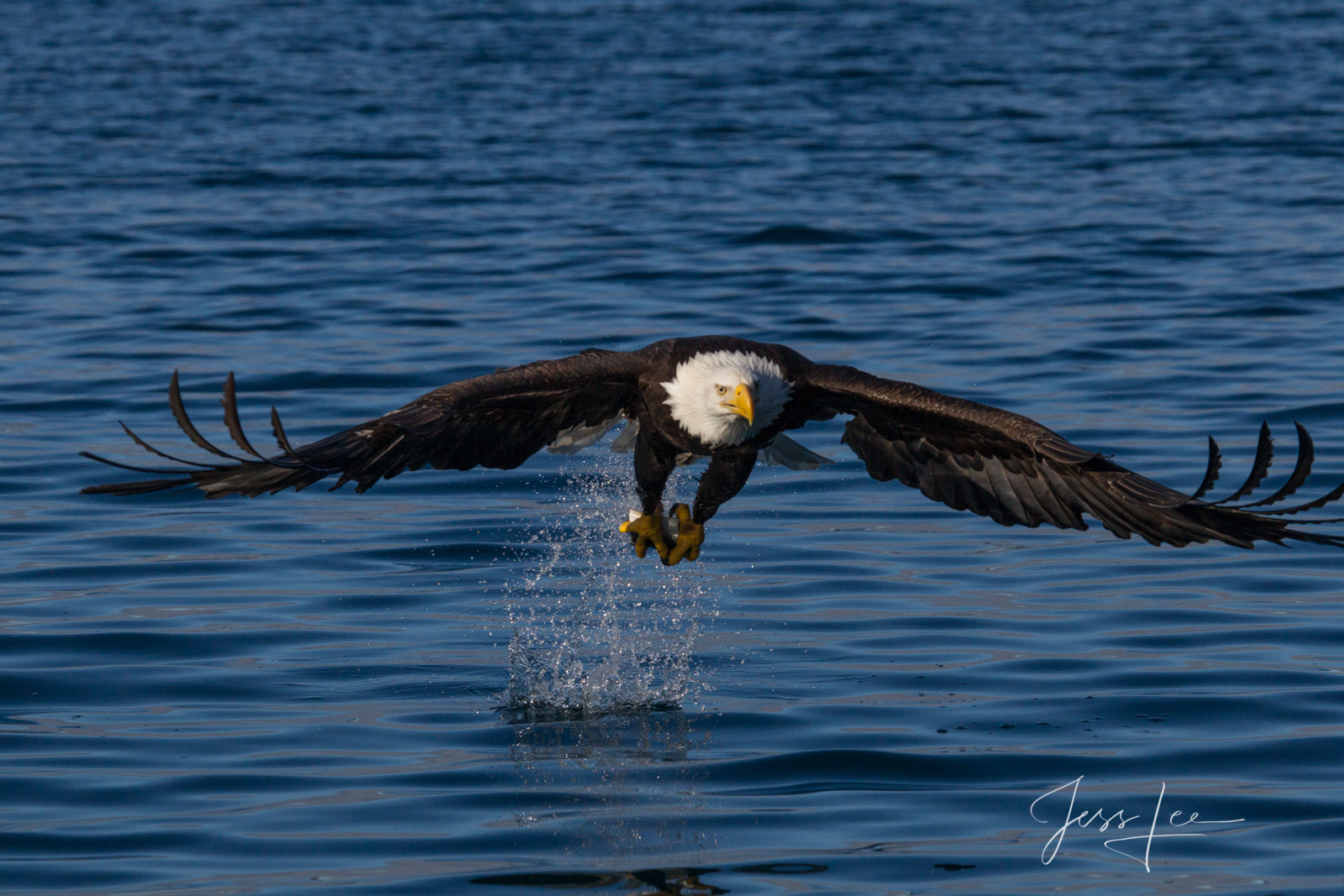 Bring home the power and beauty of the amazing fine art American Bald Eagle photograph Glidepath by Jess Lee from his Wildlife...