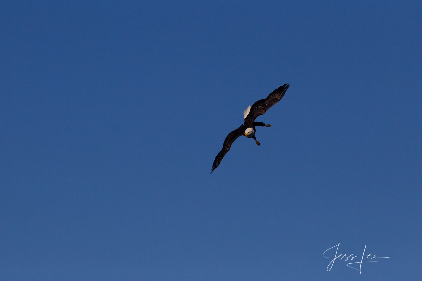 Bring home the power and beauty of the amazing fine art American Bald Eagle photograph Out There by Jess Lee from his Wildlife...