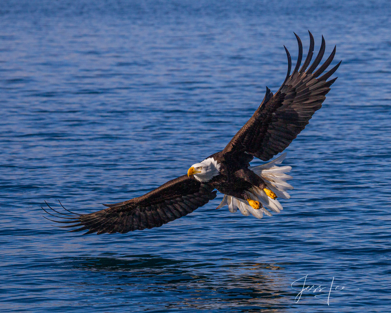 Concentration Grand Teton National Park eagle Photo