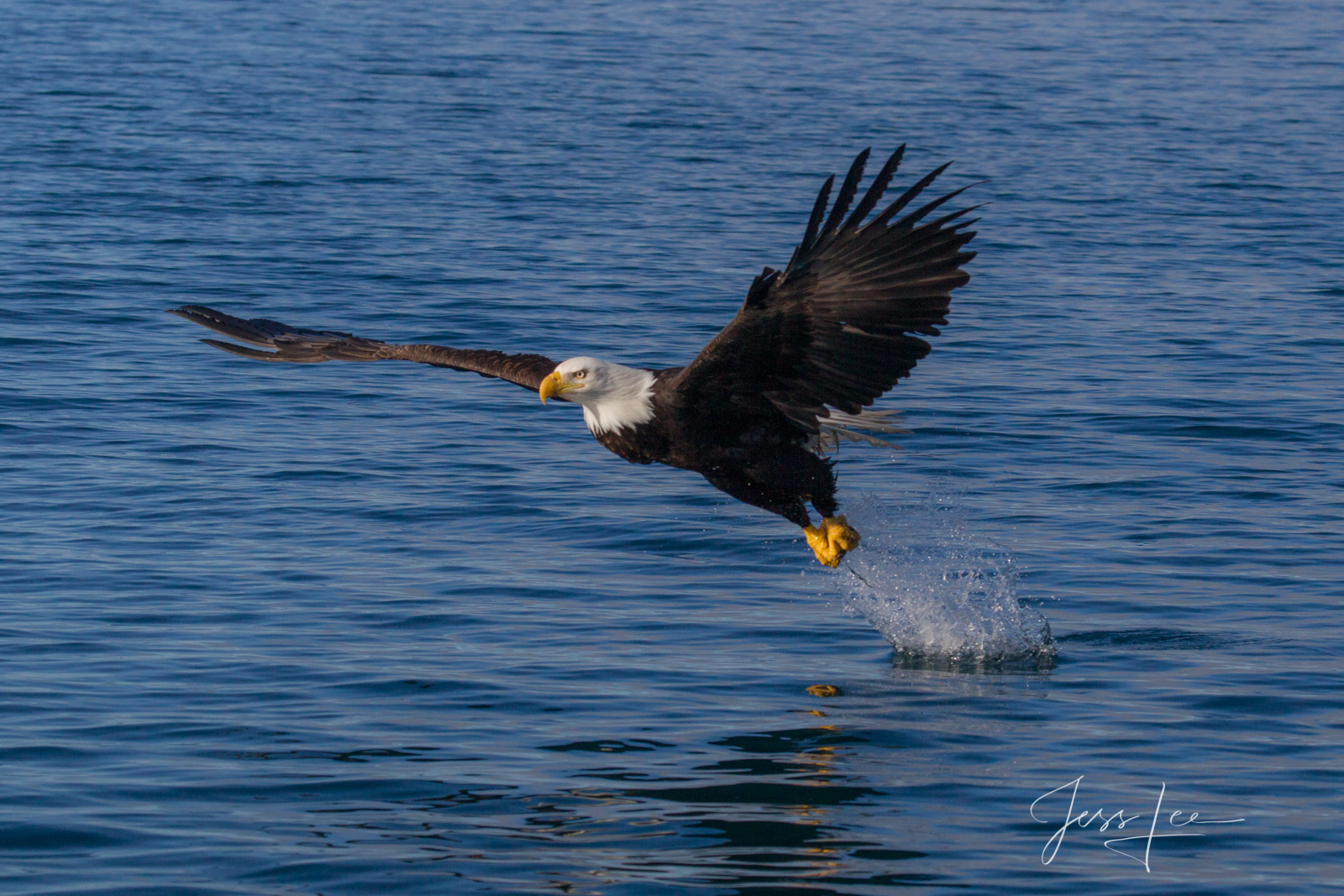 Bring home the power and beauty of the amazing fine art American Bald Eagle photograph Miss or hit? by Jess Lee from his Wildlife...