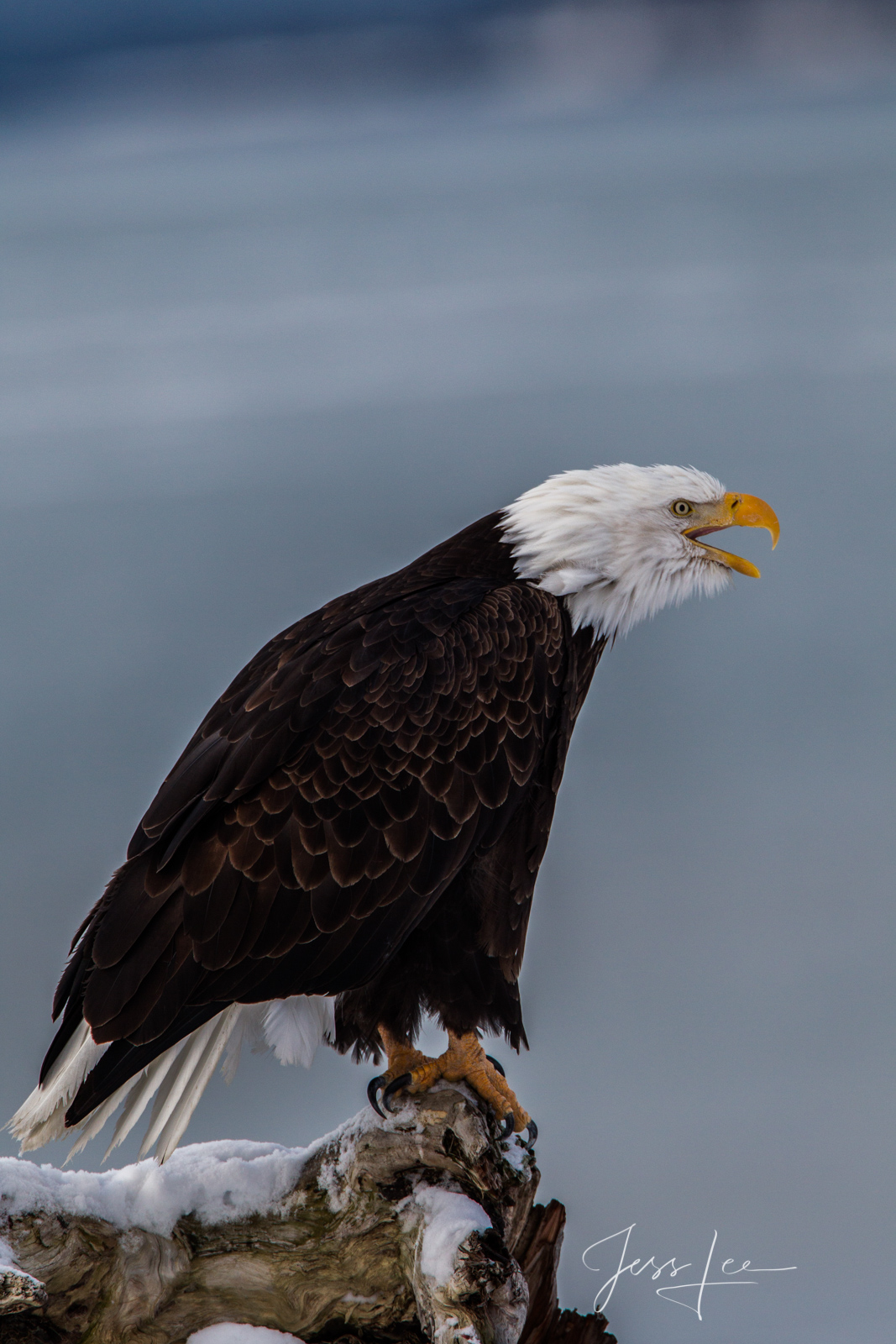 The call Bring home the power and beauty of the amazing fine art American Bald Eagle photography by Jess Lee from his Wildlife Photography...