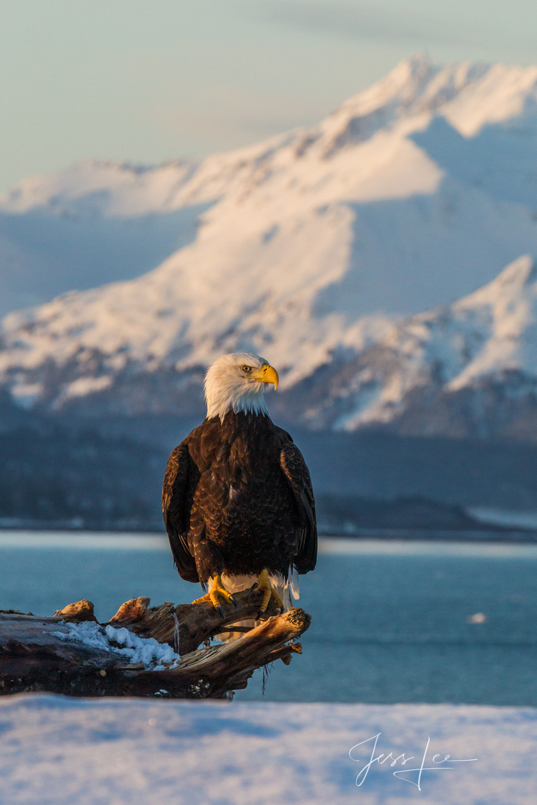 Eagle Mountain Bring home the power and beauty of the amazing fine art American Bald Eagle photograph Eagle Mountain by Jess Lee from his Wildlife...