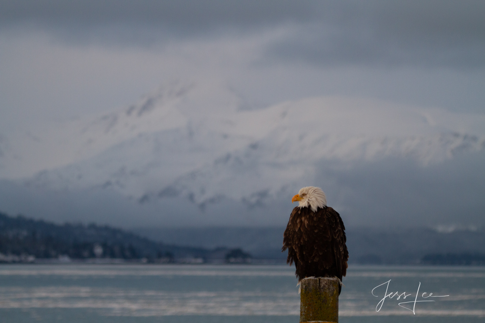 Bring home the power and beauty of the amazing fine art American Bald Eagle photograph Waiting Game by Jess Lee from his Wildlife...