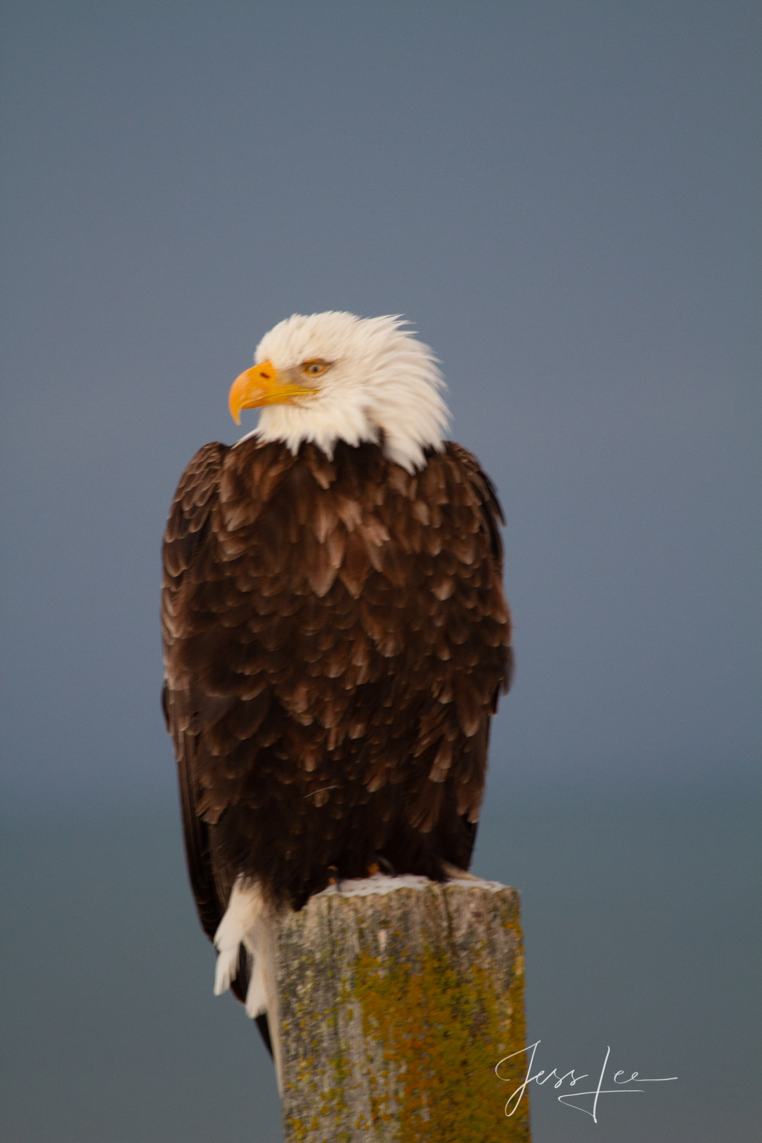 Bring home the power and beauty of the amazing fine art American Bald Eagle photograph Chill by Jess Lee from his Wildlife Photography...