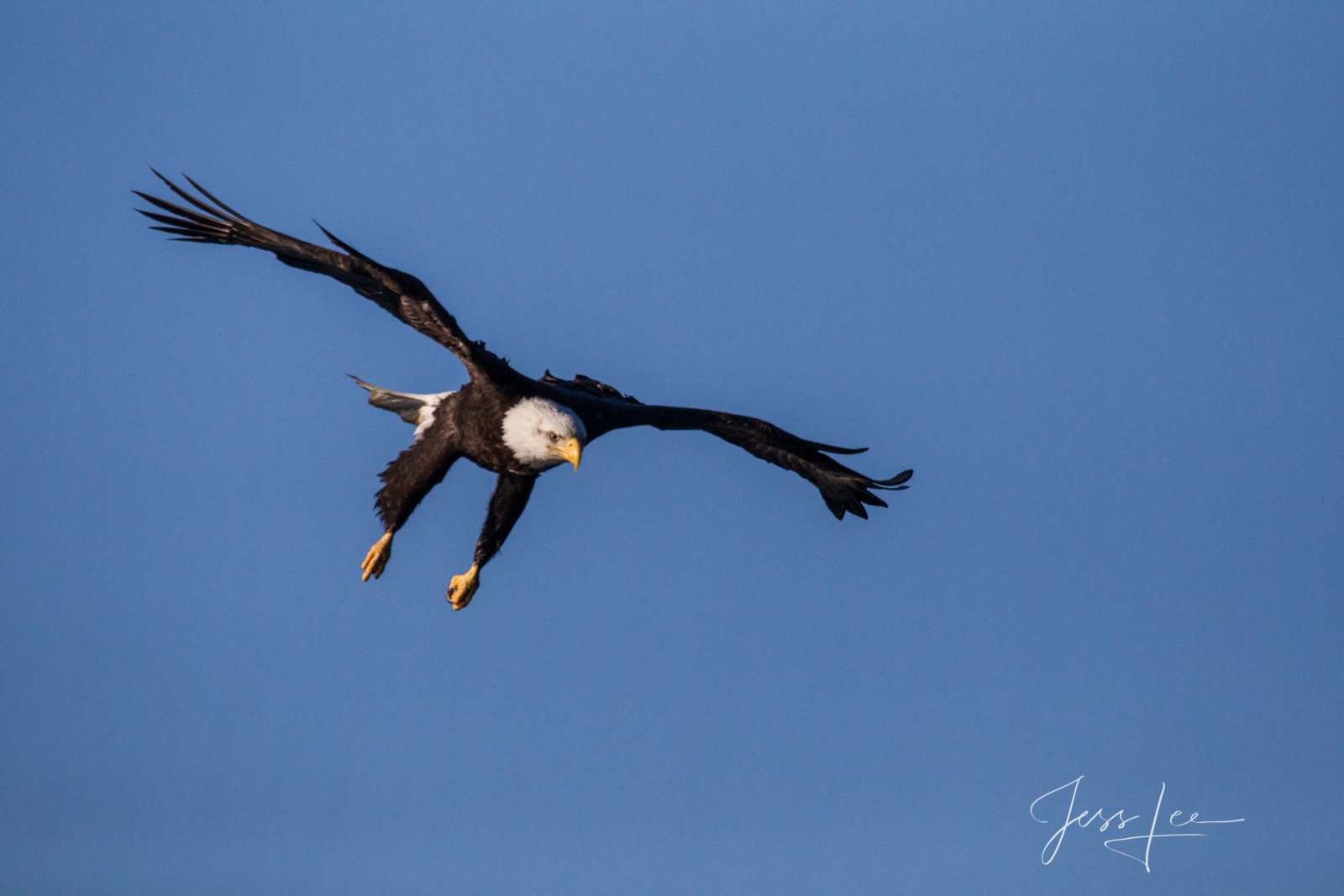 Bring home the power and beauty of the amazing fine art American Bald Eagle photograph The Rise #8 by Jess Lee from his Wildlife...