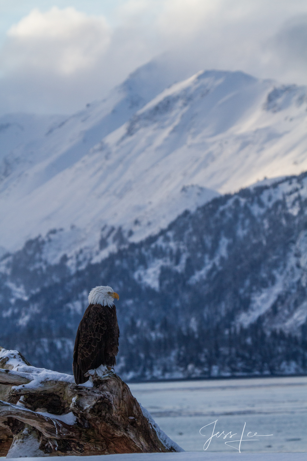 Bring home the power and beauty of the amazing fine art American Bald Eagle photograph Solitude by Jess Lee from his Wildlife...