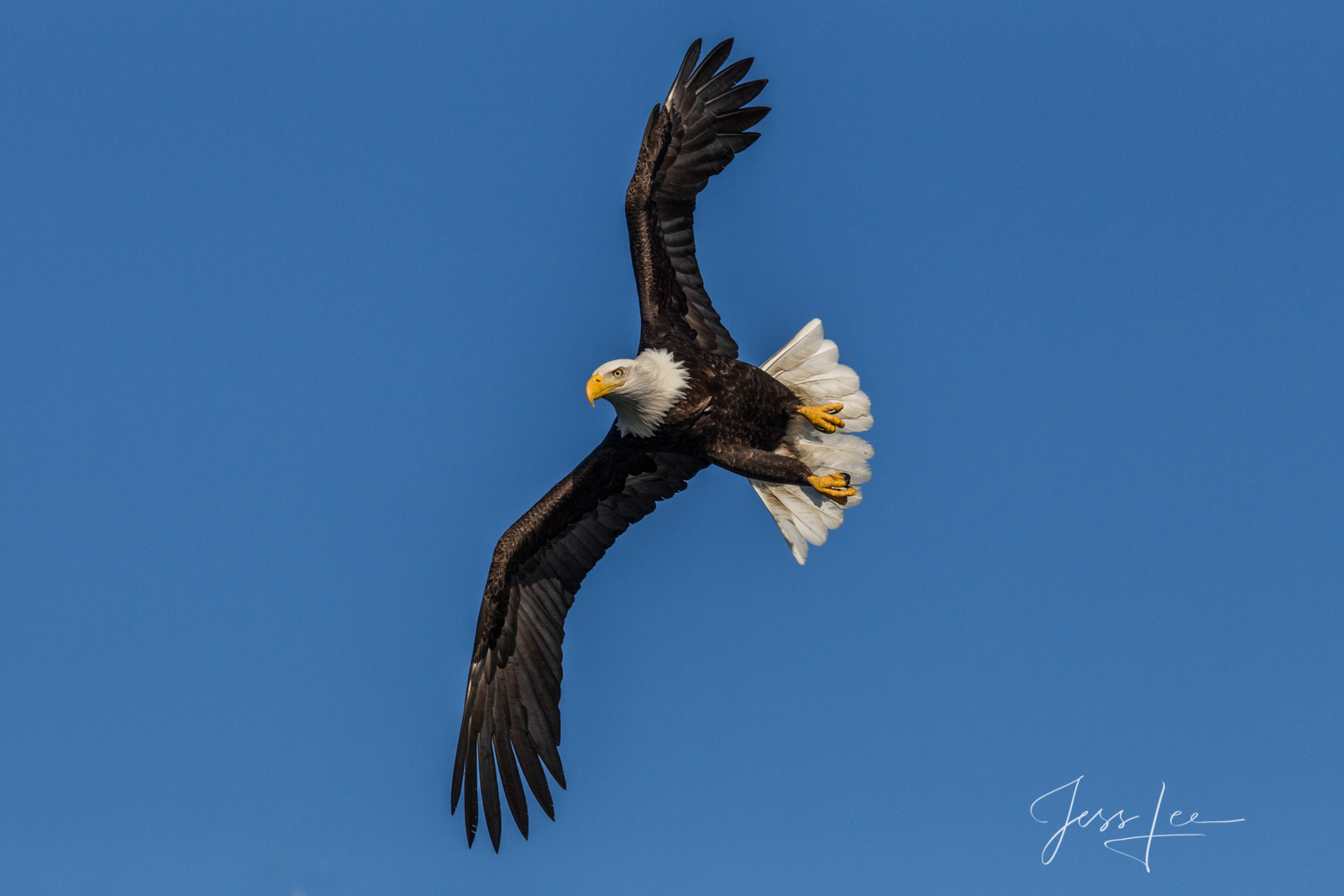Bring home the power and beauty of the amazing fine art American Bald Eagle photograph Wingover by Jess Lee from his Wildlife...