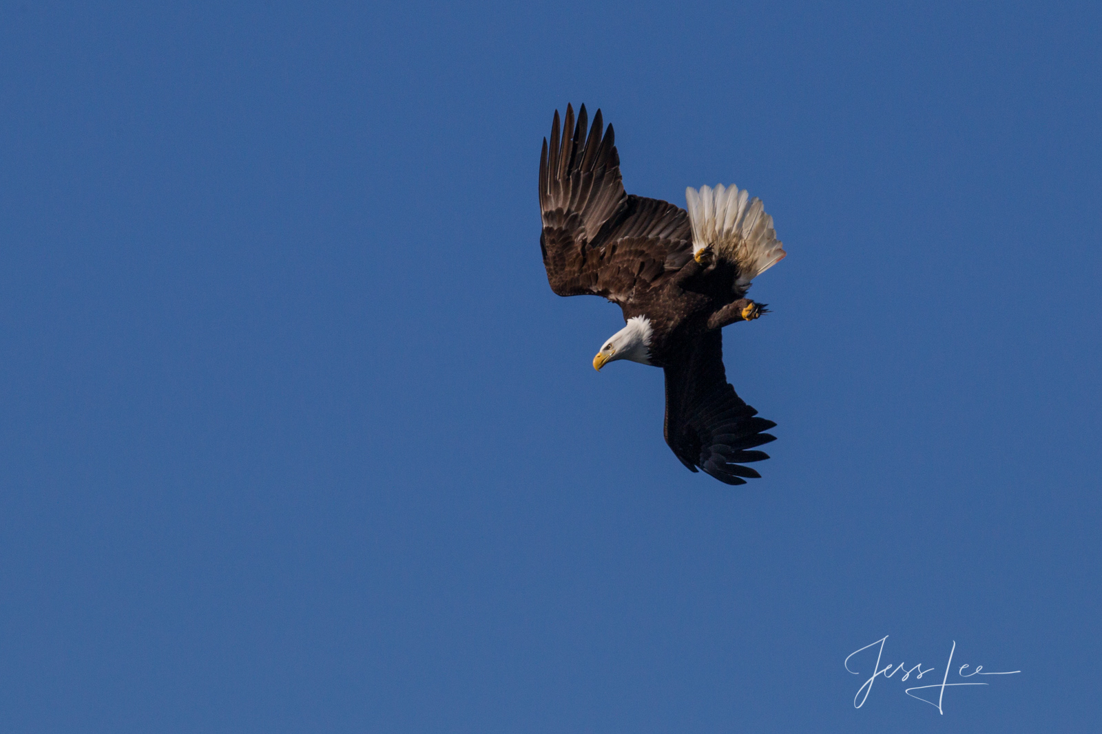 Bring home the power and beauty of the amazing fine art American Bald Eagle photograph Diving Eagle by Jess Lee from his Wildlife...