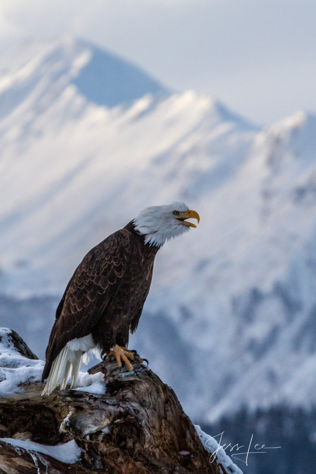 Bring home the power and beauty of the amazing fine art American Bald Eagle photograph Chatter Box by Jess Lee from his Wildlife...