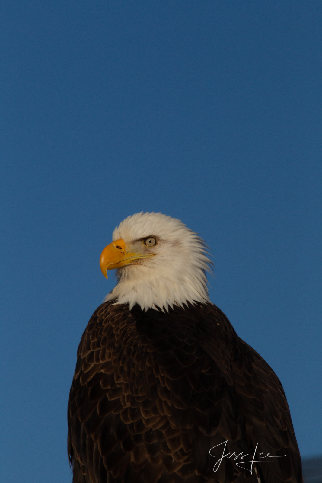 Bring home the power and beauty of the amazing fine art American Bald Eagle photograph Eagle Eye by Jess Lee from his Wildlife...