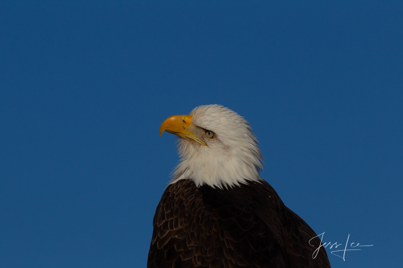 Bring home the power and beauty of the amazing fine art American Bald Eagle photograph Really ? by Jess Lee from his Wildlife...