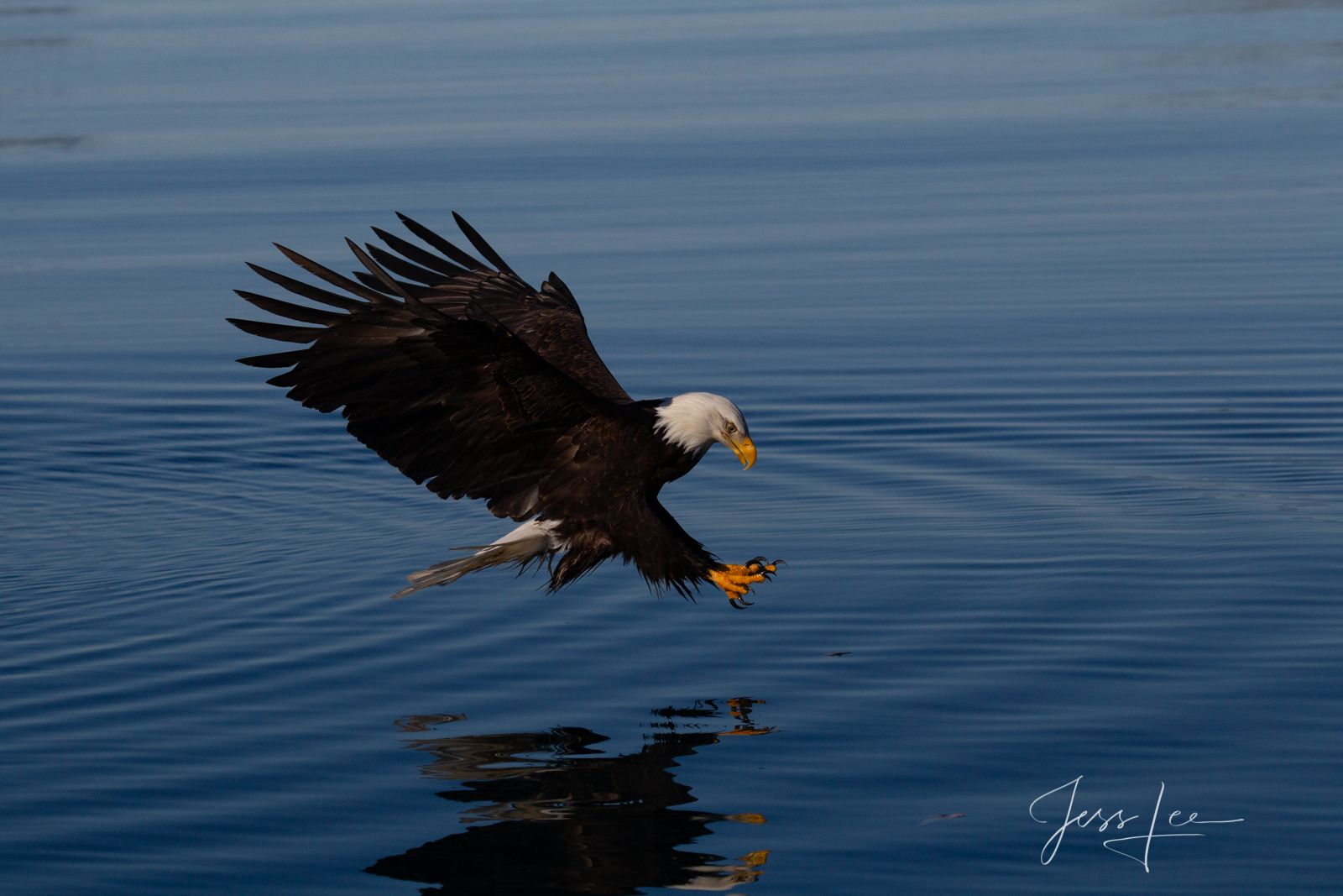 Bring home the power and beauty of the amazing fine art American Bald Eagle photograph Lookout Below by Jess Lee from his Wildlife...