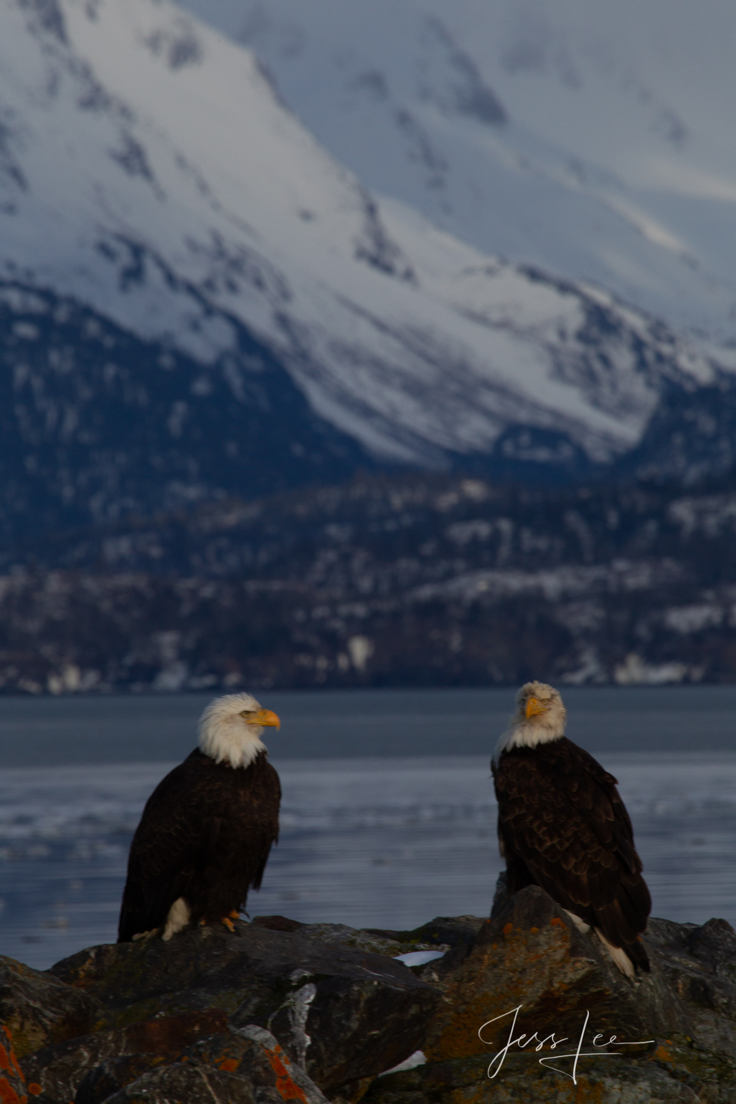 Togetherness Bring home the power and beauty of the amazing fine art American Bald Eagle photograph Togetherness by Jess Lee from his Wildlife...