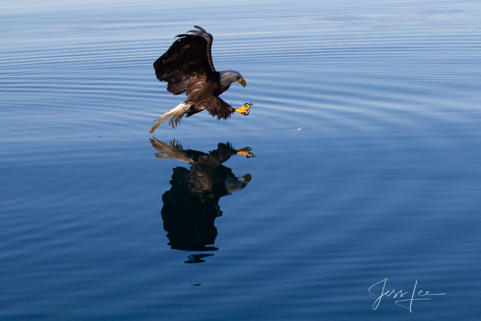 Bring home the power and beauty of the amazing fine art American Bald Eagle photograph Reflex by Jess Lee from his Wildlife Photography...
