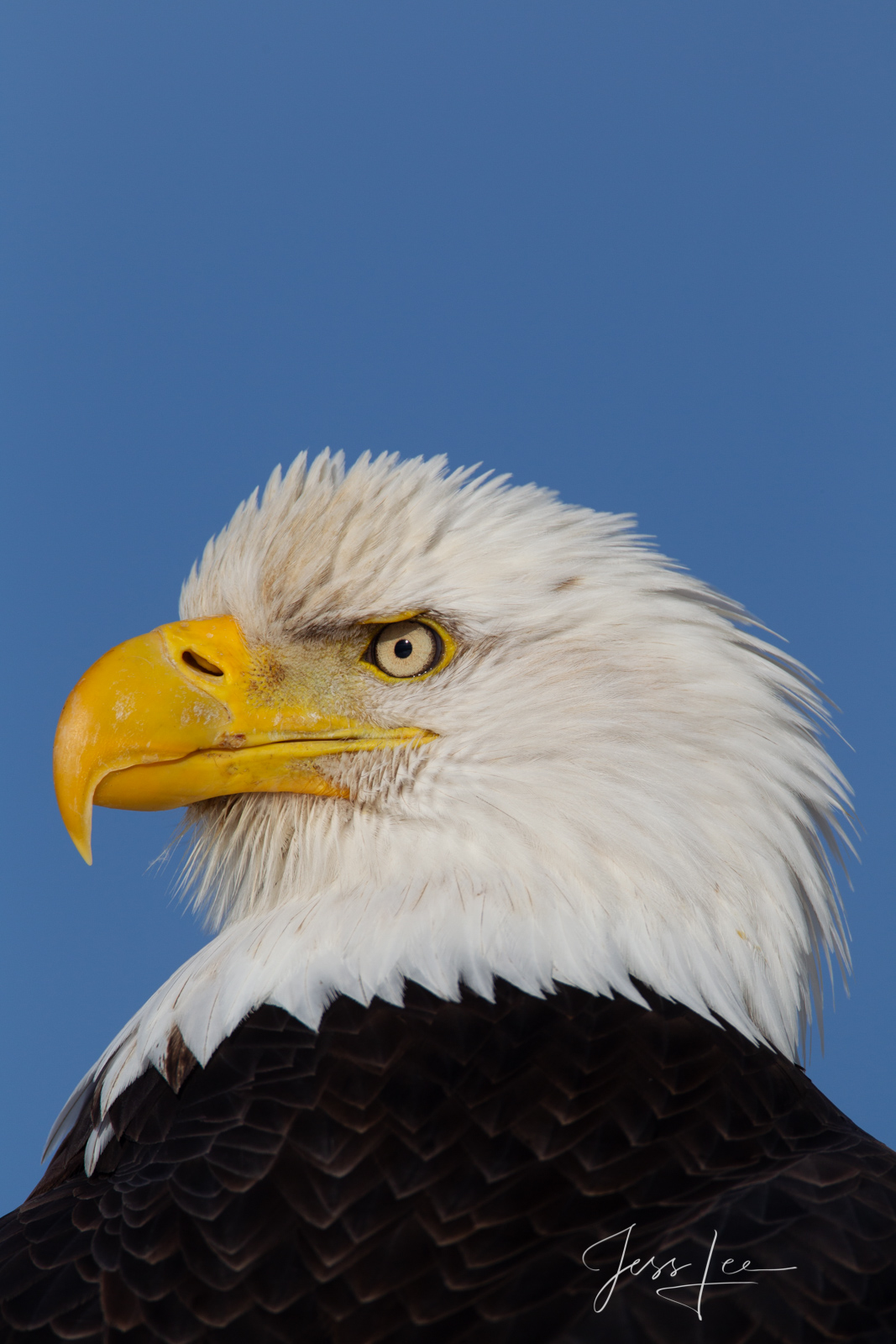 Bring home the power and beauty of the amazing fine art American Bald Eagle photograph What? by Jess Lee from his Wildlife Photography...