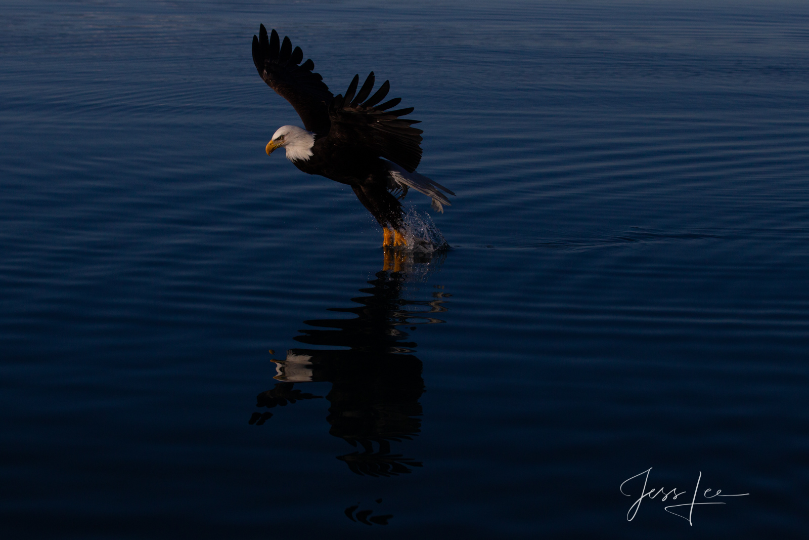 Bring home the power and beauty of the amazing fine art American Bald Eagle photograph The flight by Jess Lee from his Wildlife...