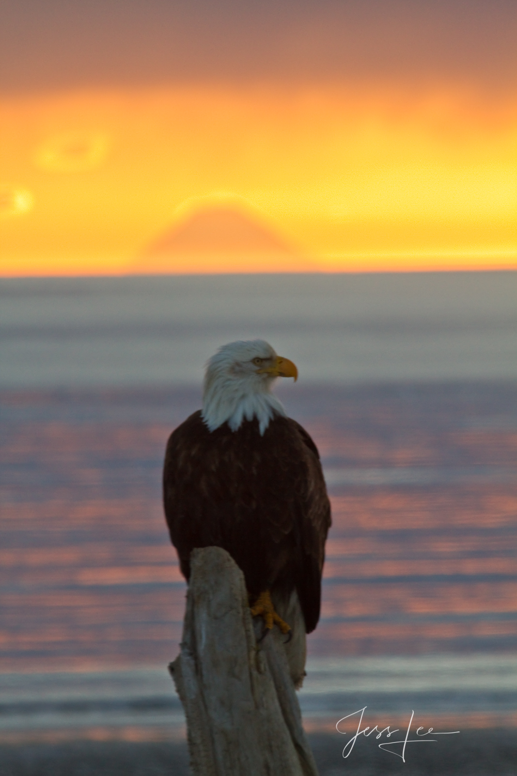 Bring home the power and beauty of the amazing fine art American Bald Eagle photograph Volcanic Sunset by Jess Lee from his Wildlife...