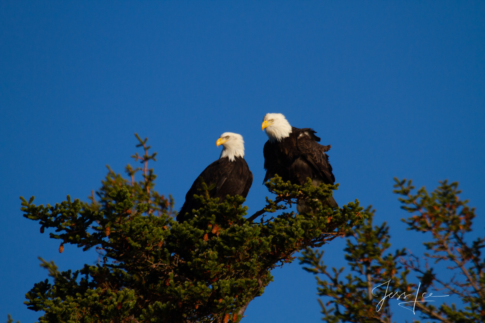 Bring home the power and beauty of the amazing fine art American Bald Eagle photograph Two is a Couple by Jess Lee from his Wildlife...