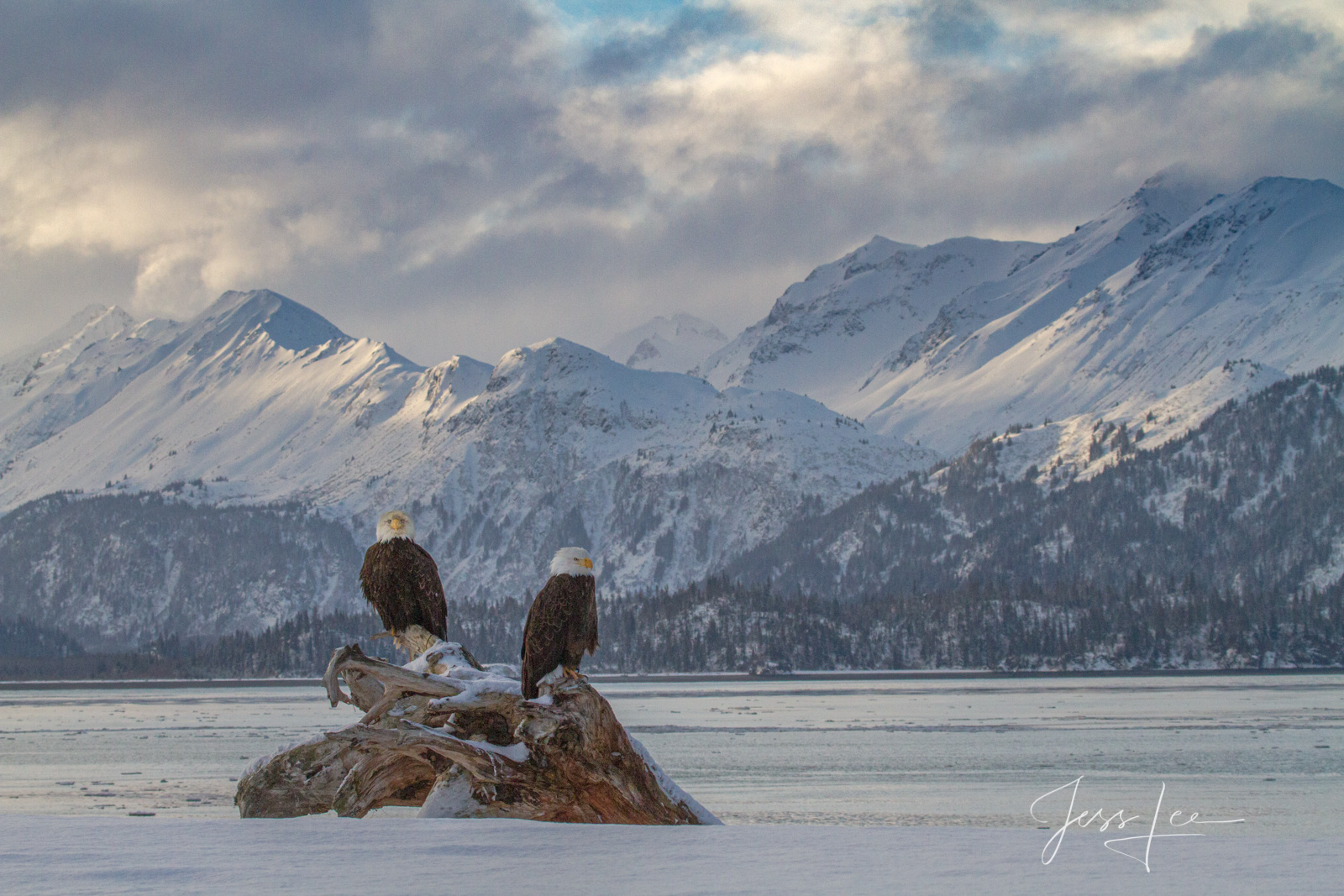 Bring home the power and beauty of the amazing fine art American Bald Eagle photograph The Beyond by Jess Lee from his Wildlife...