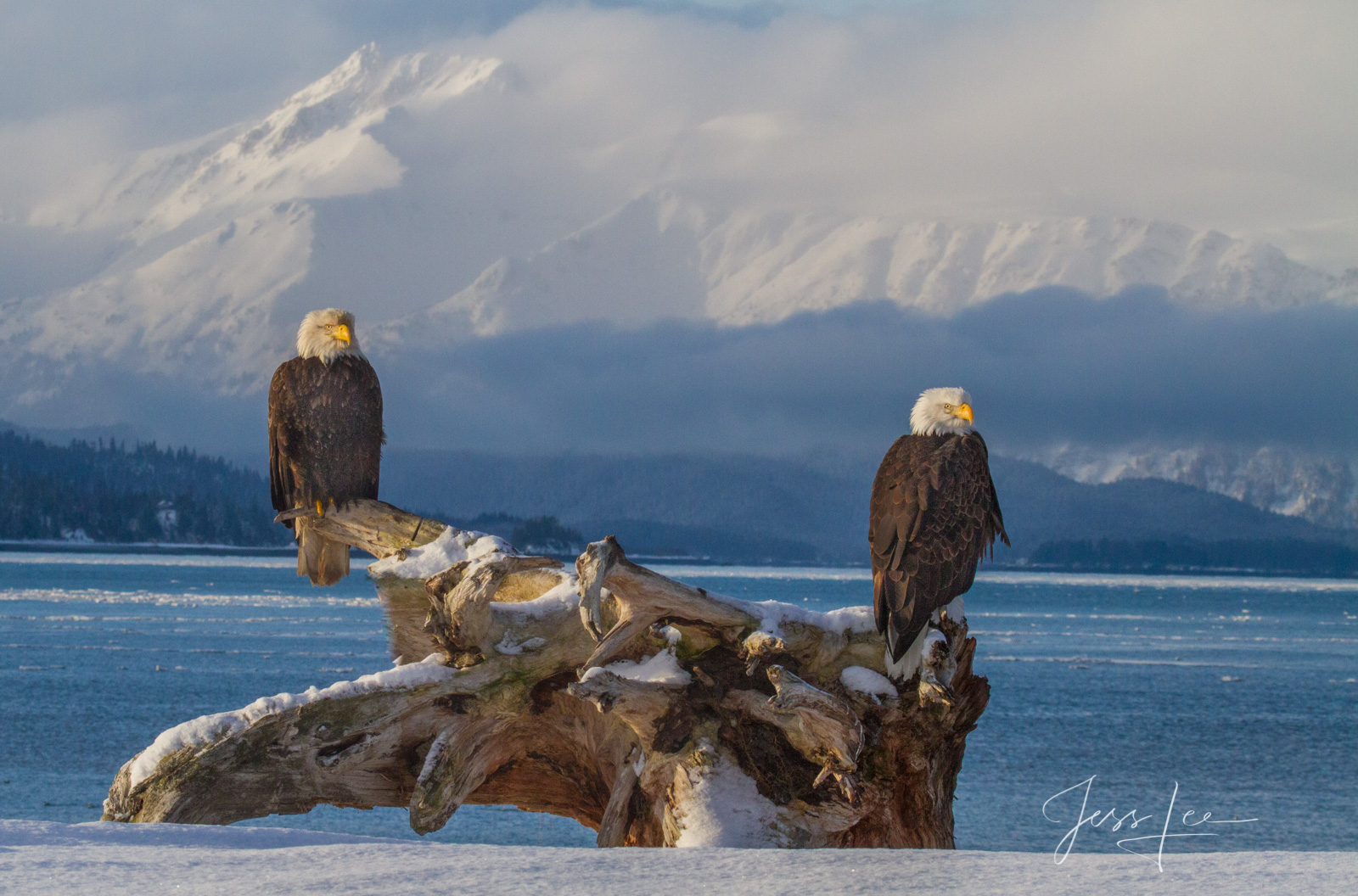 Bring home the power and beauty of the amazing fine art American Bald Eagle photograph Winter Break Time by Jess Lee from his...