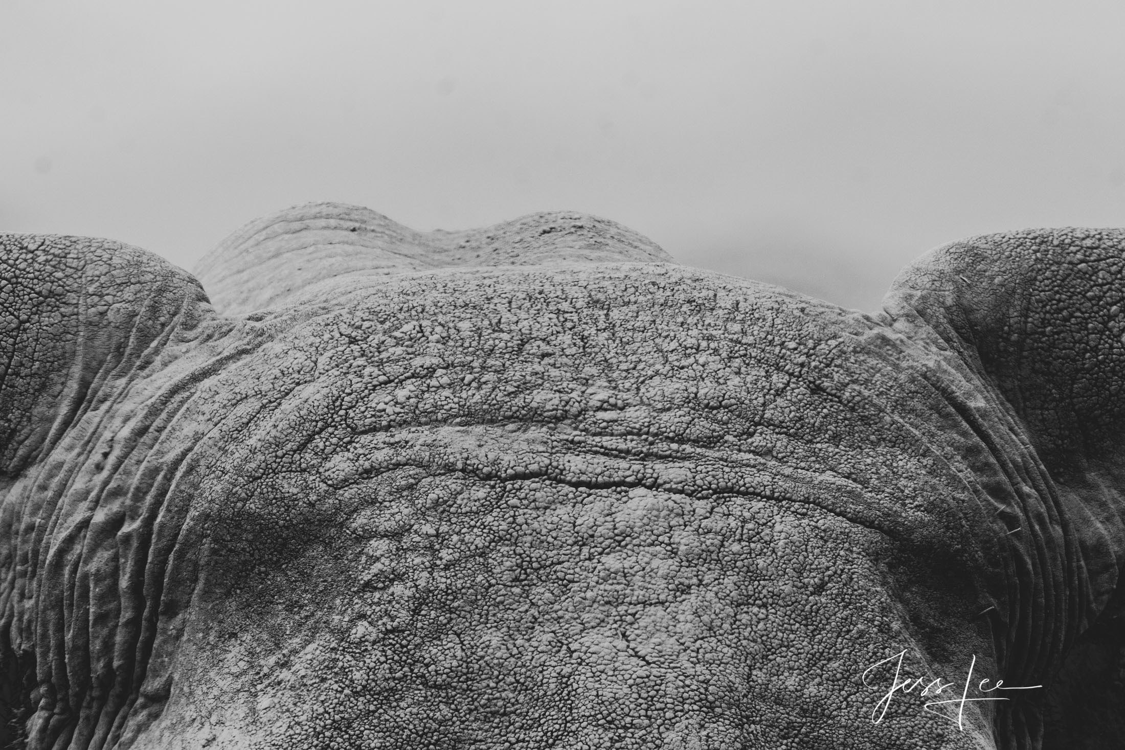 Black and White photo of African Elephant Head