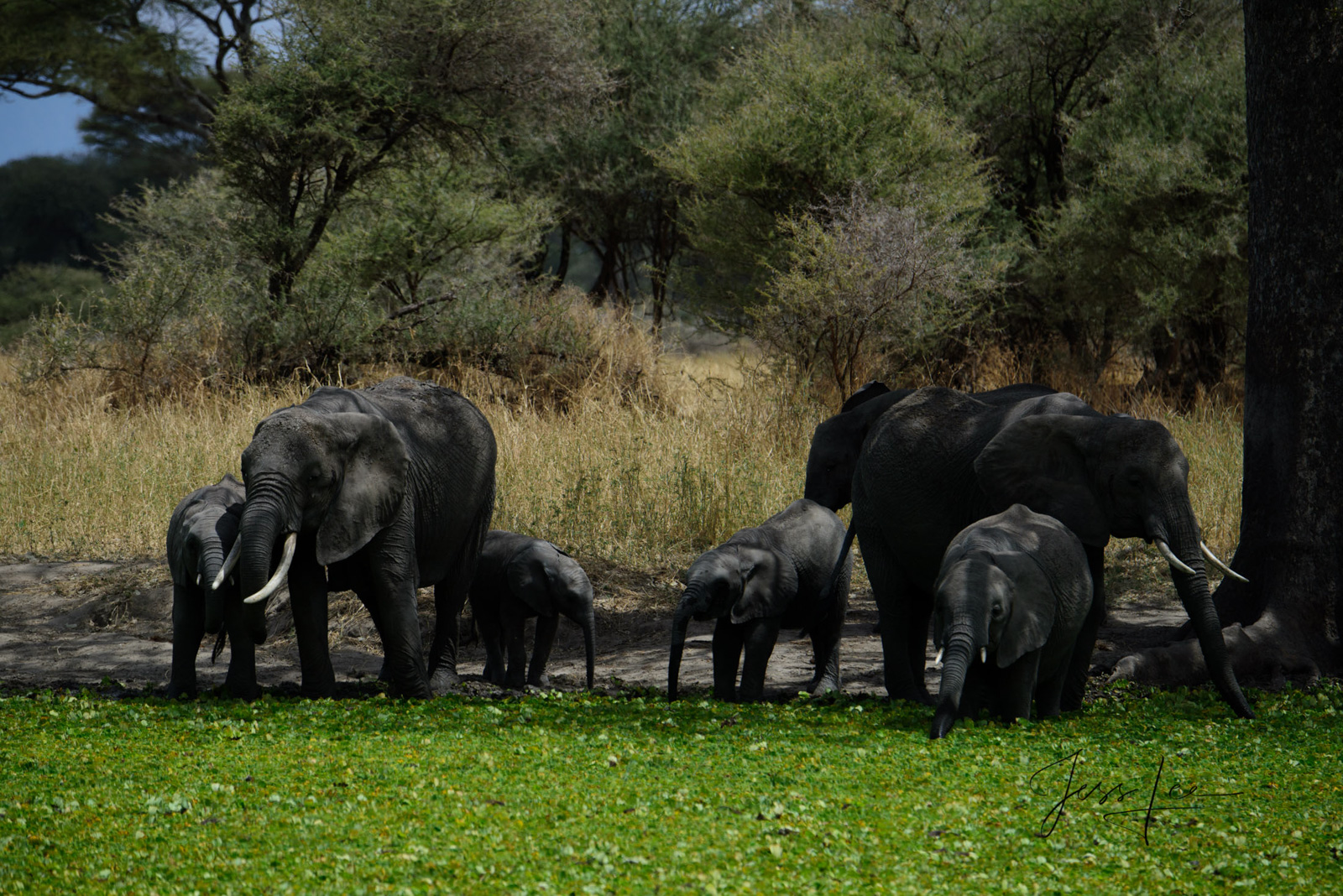 Lazy Days Elephant Photography Print Baby