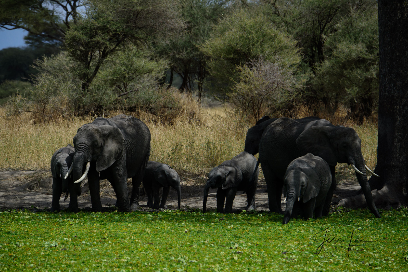 Elephant Photography Print Baby