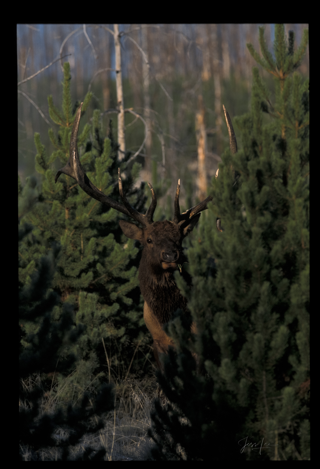 From the Woods Elk in the forest